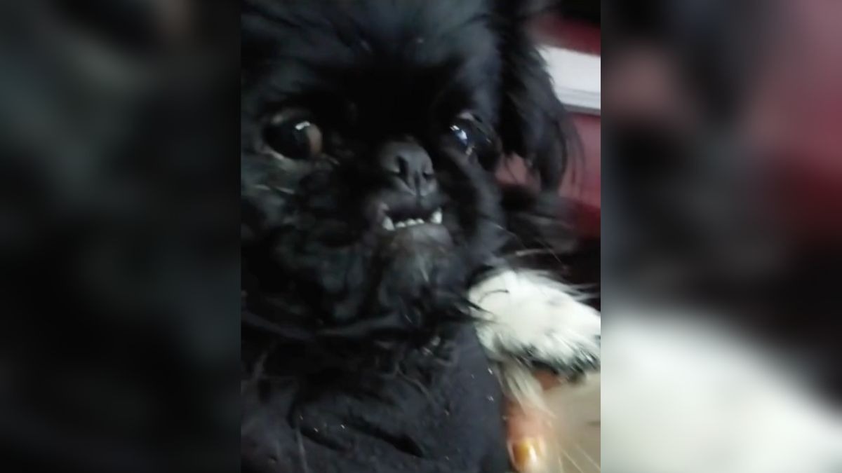 Perrito vampiro drácula